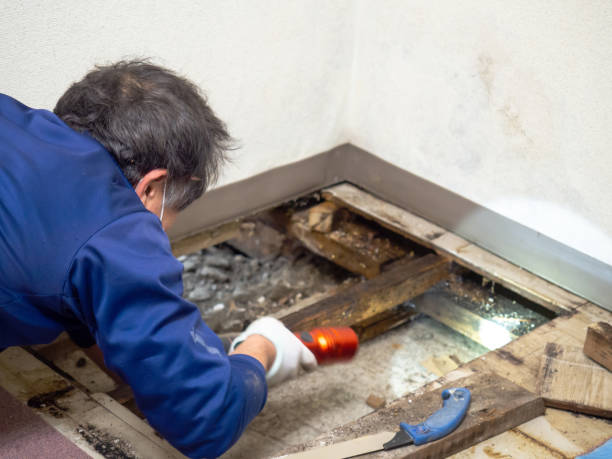 Best Fast Mold Removal  in Chanute, KS