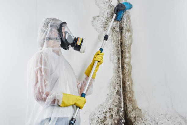 Attic Mold Removal in Chanute, KS