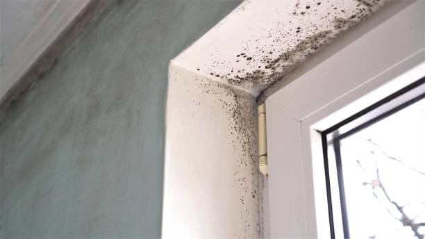 Chanute, KS Mold Removal Pros