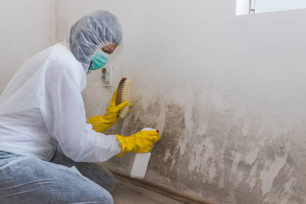Crawl Space Mold Removal in Chanute, KS