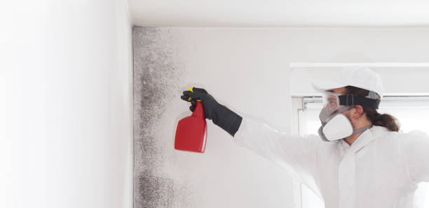 Best Affordable Mold Removal  in Chanute, KS