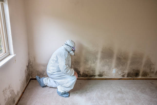 Best Professional Mold Removal  in Chanute, KS
