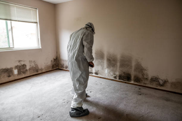 Best Office Mold Removal Services  in Chanute, KS