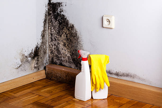 Best Mold Testing  in Chanute, KS
