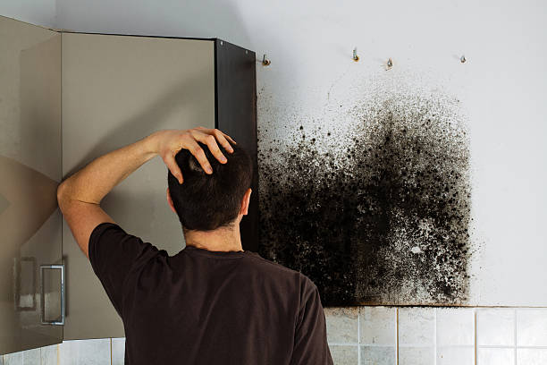 Best Same-Day Mold Removal  in Chanute, KS