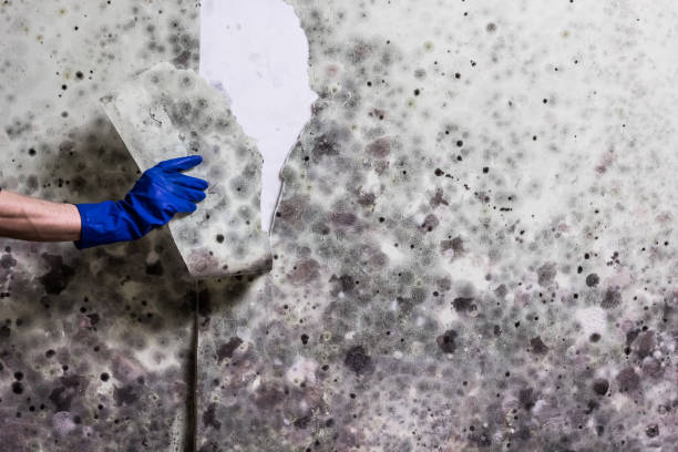 Best Crawl Space Mold Removal  in Chanute, KS