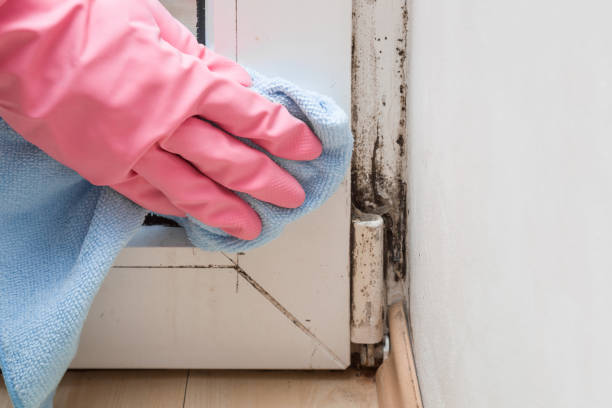 Professional Mold Removal in Chanute, KS