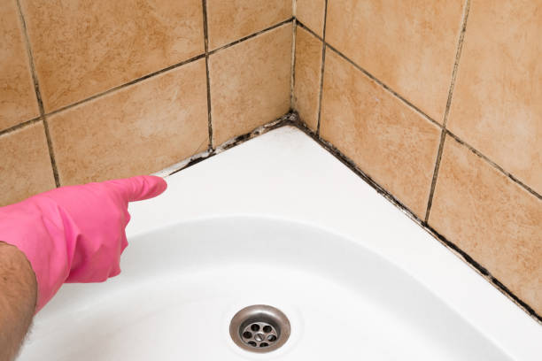 Best Local Mold Removal Service  in Chanute, KS