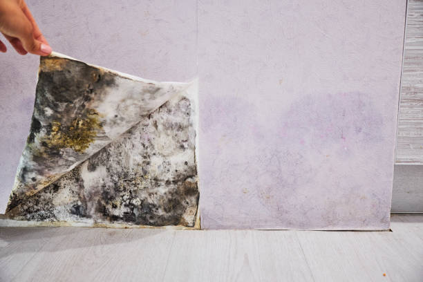 Best Toxic Mold Removal  in Chanute, KS